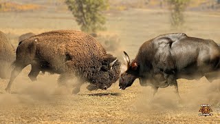 Putusan Akhir - Bison Amerika Vs Gaur India