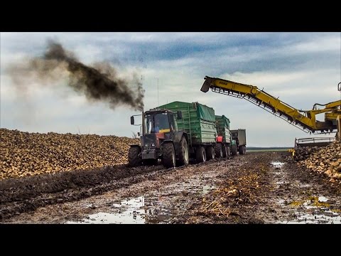 Videó: Cukorrépa