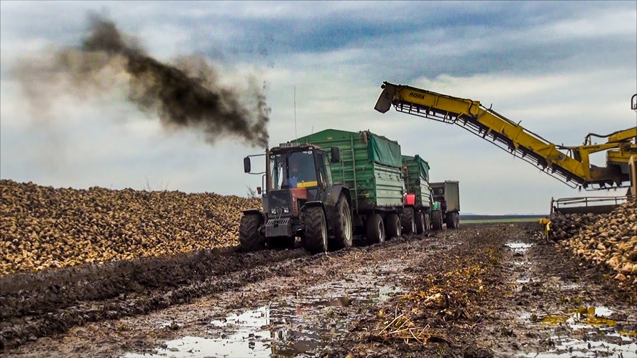 MTZ ; John Deere 6100RC, 6930P, 6920S, Case IH Maxxum , Ropa  (Cukorrépa szállítás) - YouTube