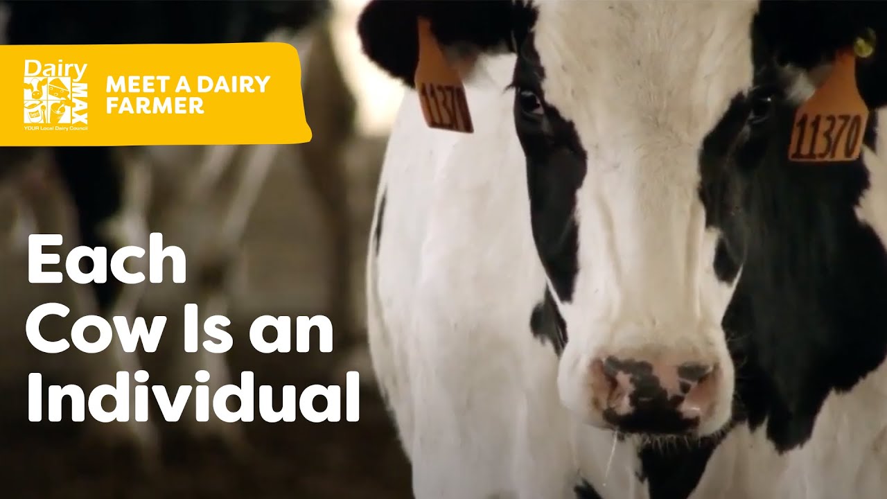 Meet the Alger Family, A Tex Dairy YouTube