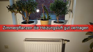 wiesen saatgut BIO Saatgut Mischung Wildblumenwiese – Biogartenladen main image 1