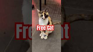 Free Cat シ