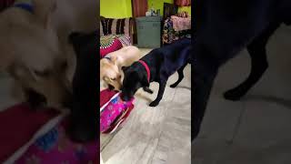 This Is How My Labrador Puppies Jack And Rose Fights