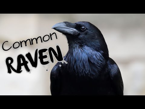 Common Raven | Bold, Charismatic and Super Smart
