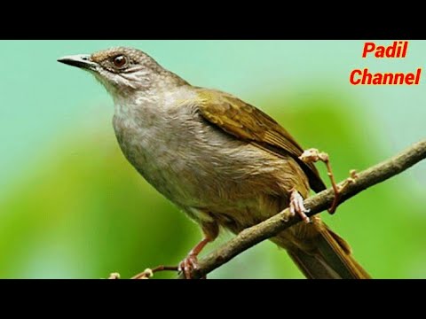 Mikat burung..menjebak burung merbah belukar.. Part 2 ⤵️ Attracting the