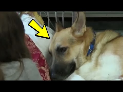 Video: Bu bir Noel Mucizesi! Santa yavru köpek kurtardıktan sonra çocuklarla sürpriz çocuklar