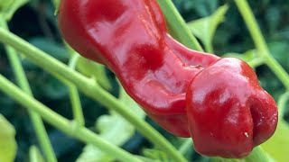 The Peter Pepper | Tyler Farms