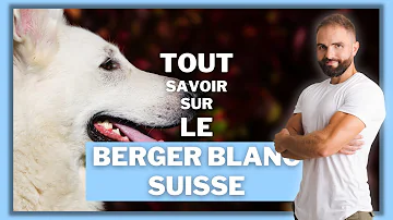 Quel est le prix d'un chiot berger blanc suisse ?