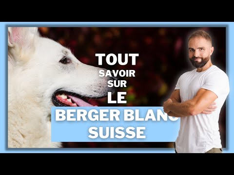 Video: Berger blanc suisse tökürmü?