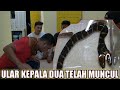 LANGKA ! INILAH ULAR KEPALA DUA DARI RIAU | SATU-SATUNYA DI DUNIA !!! FEAT AMAR PD