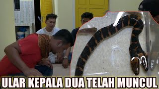 LANGKA ! INILAH ULAR KEPALA DUA DARI RIAU | SATU-SATUNYA DI DUNIA !!! FEAT AMAR PD