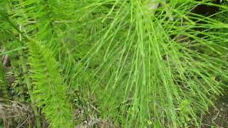 نبات ذيل الحصان Equisetum  arvense