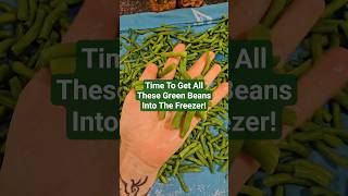 Preserving All The Green Beans; Blanch and Freeze!