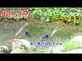 【大混乱】ヤマカガシがいる池にカエルを追うシマヘビが来襲する！