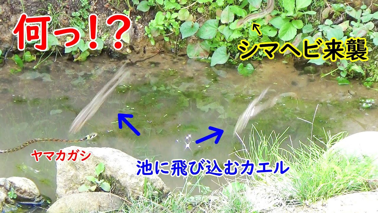 【大混乱】ヤマカガシがいる池にカエルを追うシマヘビが来襲する！