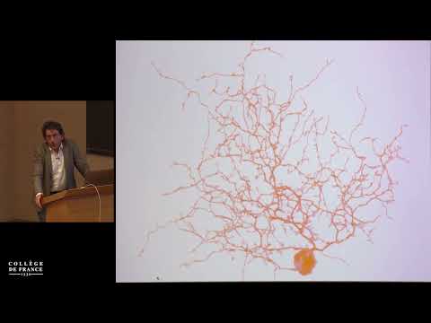 Inflammation et médecine moléculaire (2) - Alain Fischer (2018-2019)