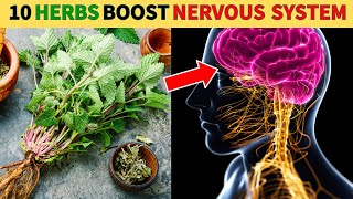 Nature’s Brain Boosters: Top 10 Herbs for Nervous System Health