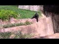 Kelly the Slow-Moving Gorilla