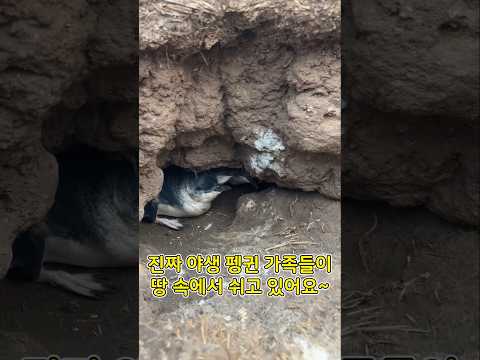 호주 <strong>필립아일랜드</strong> 야생 펭귄 가족을 만났어요! #<strong>필립아일랜드</strong> #펭귄페레이드 #호주여행 #호주브이로그