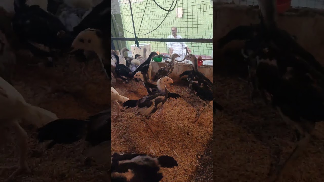 MASHALLAH Shamo Yokohama eggs Chicks 