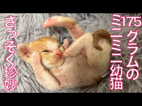 175gの超ミニミニ幼猫、珍妙寝相と顔芸を披露する The too-small