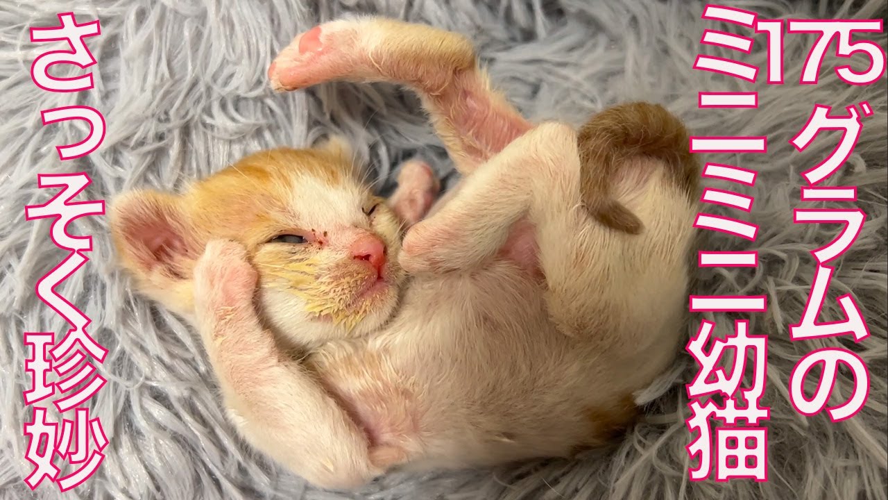 175gの超ミニミニ幼猫、珍妙寝相と顔芸を披露する The too-small