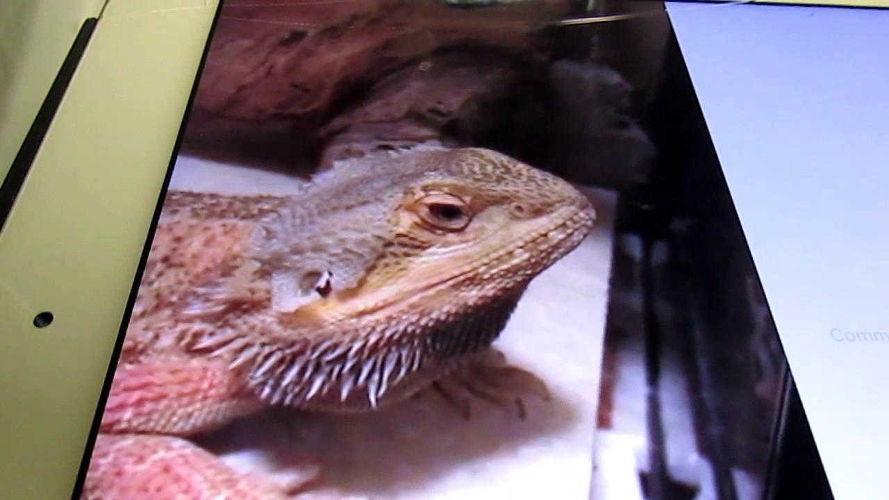 geckos for sale LEOPARD GECKO CARE SHEET!!!!!!!!