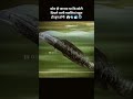 They look small… but they’re deadly 😨🐟#danger #fish #viral #shorts #trending