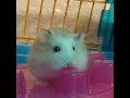 My pet hamster Murphy