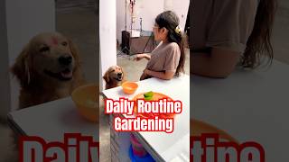 Daily routine vlog | Part-8 | Gardening tomato & karela #shorts