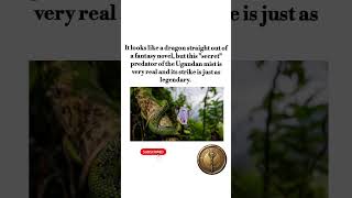 The Great Lakes Bush Viper #shorts  #wildlife #nature  #facts #predator