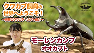 モーレンカンプオオカブト　世界のクワガタ・カブト紹介