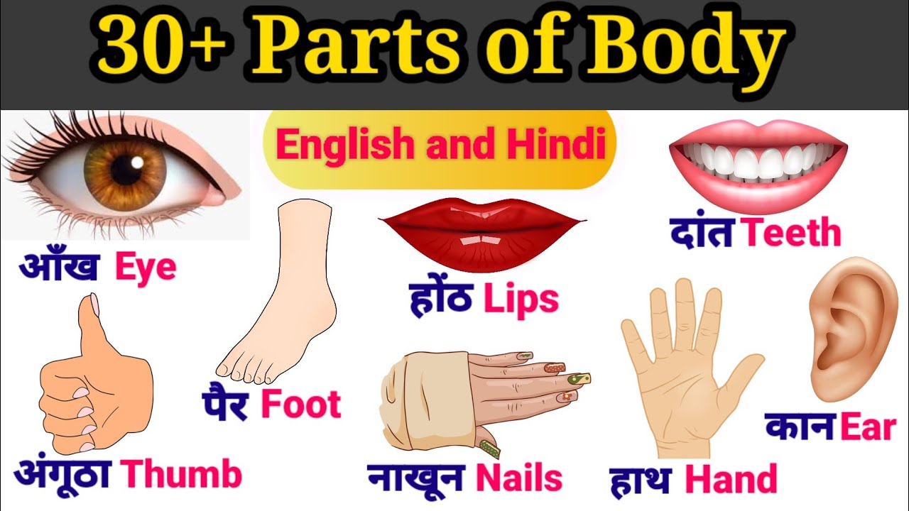 Body parts name | Body parts name In English and Hindi | शरीर के अंगों ...