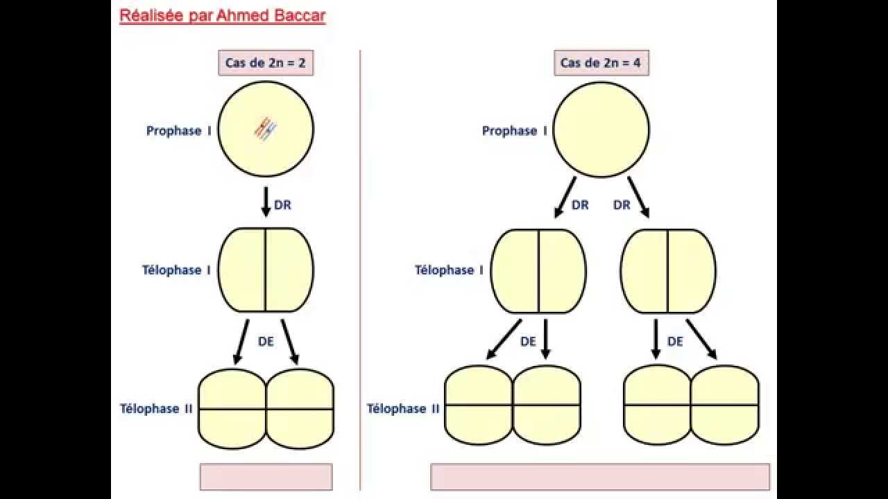 le-brassage-interchromosomique-au-cours-de-la-m-iose-youtube
