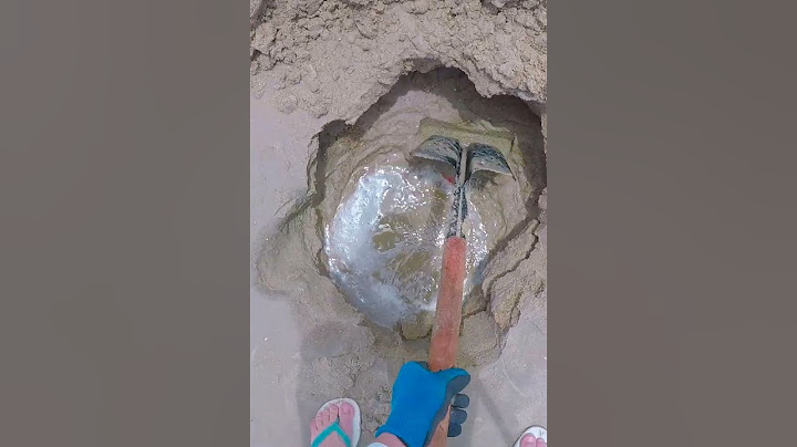 chorei qualdo achei isto na praia com detector de metal #metaldetector #treasurehunting