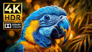 Premium Wildlife Footage in 4K HDR | Dolby Vision 120FPS for OLED &amp; 4K Displays