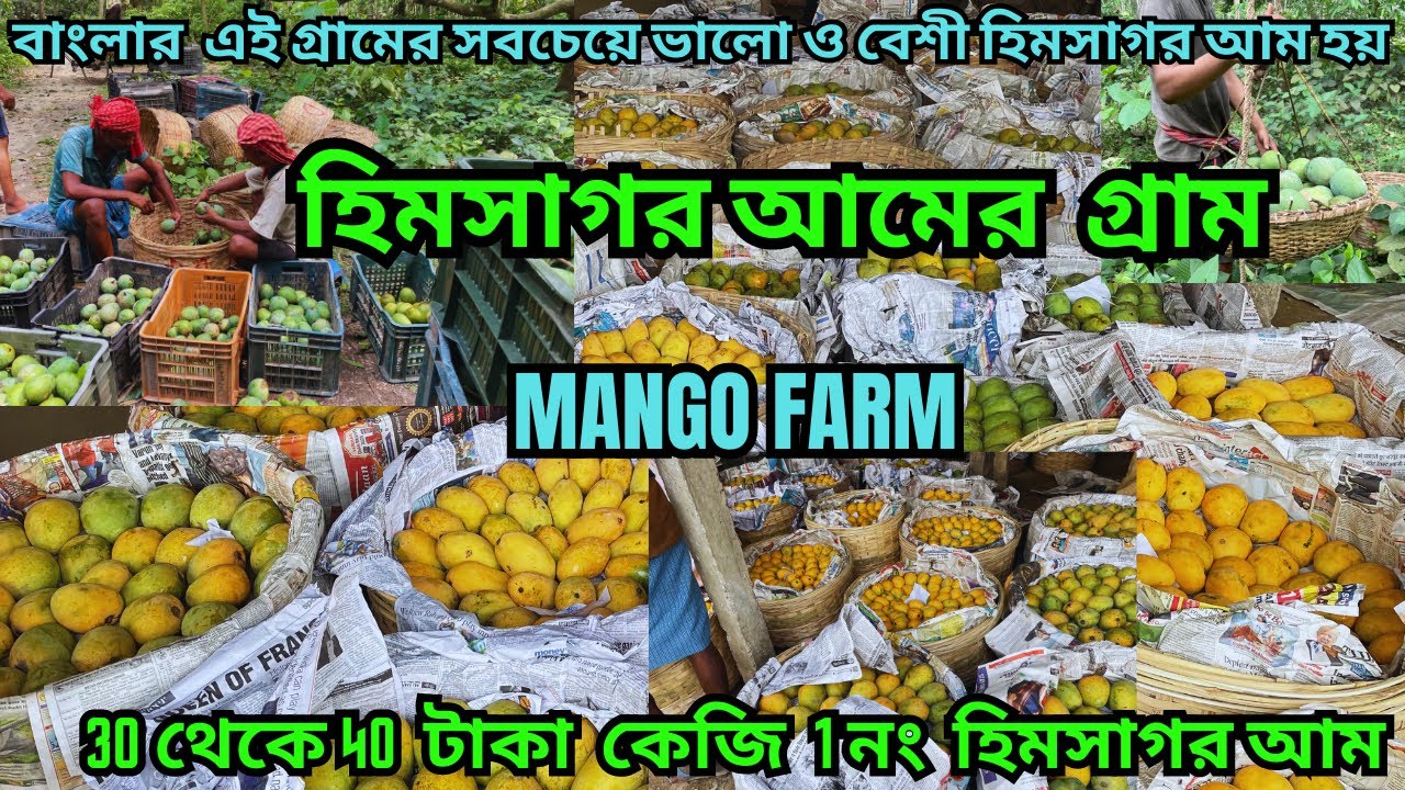 বাংলার এই গ্রামে সবচেয়ে ভালো হিমসাগর আম হয় || Famous Mango Village || বাংলার  সবচেয়ে বড় আমের হাট
