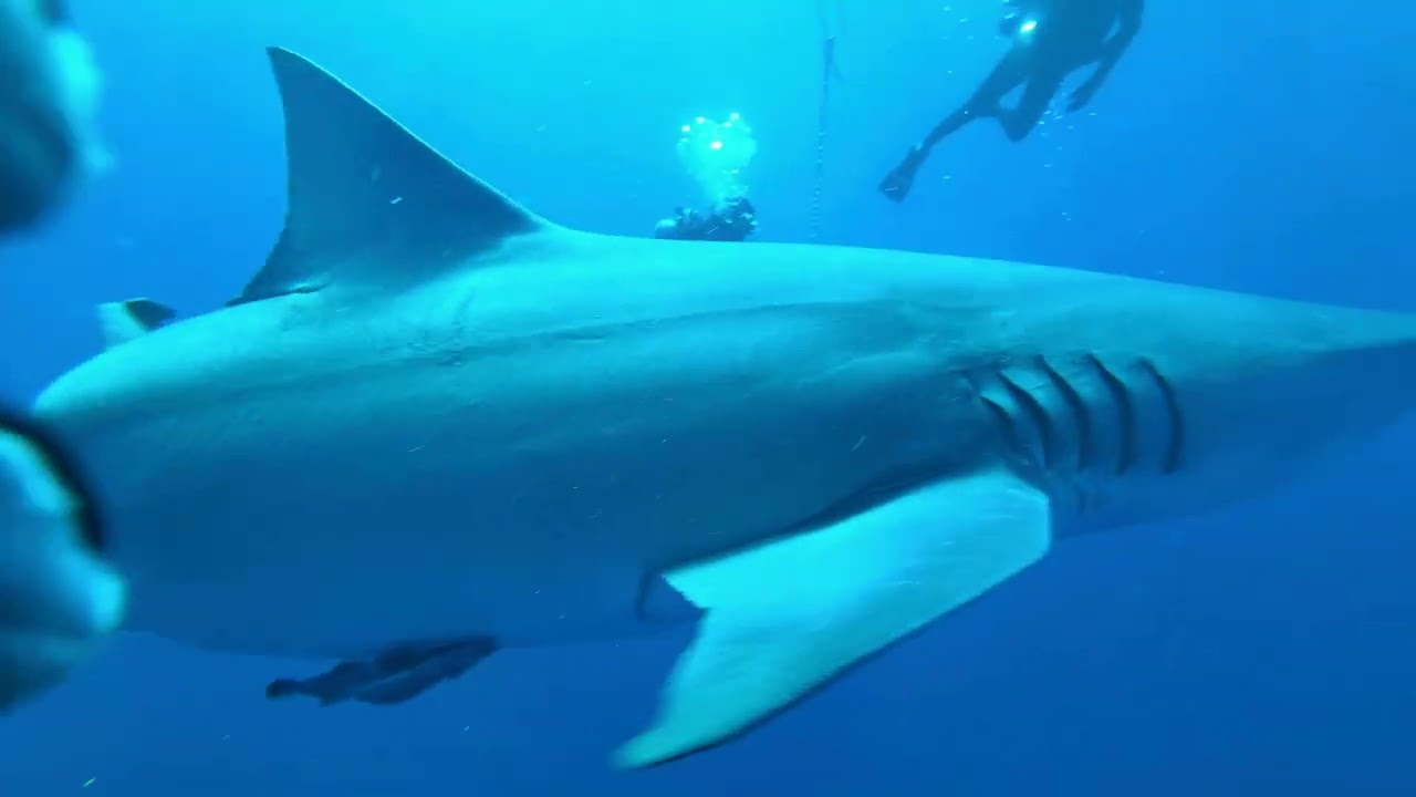 Face to Face With Sharks | Jupiter Florida Shark Dive