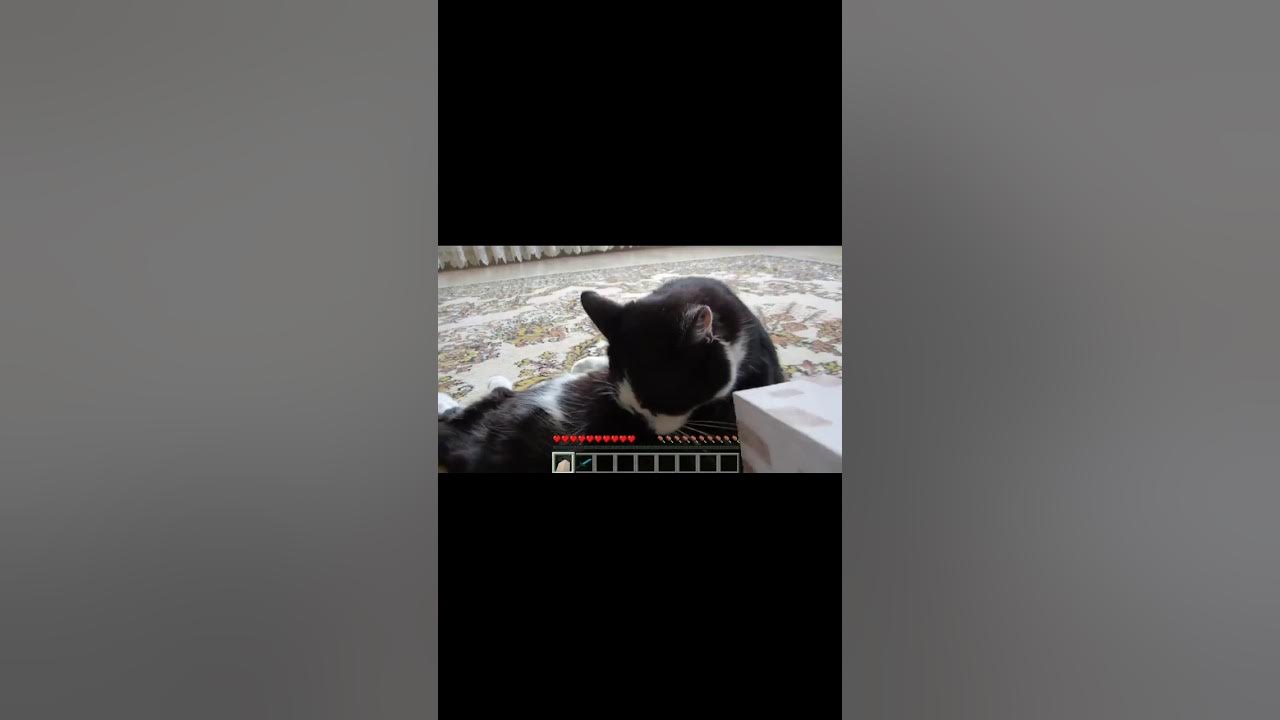 ОТКРЫВАЕМ АДВЕНТ КАЛЕНДАРЬ 1-18 ДЕНЬ! КОТ МАЛЫШ и КОШКА МУРКА ВЫБИРАЮТ: ЧЕЛЛЕНДЖ