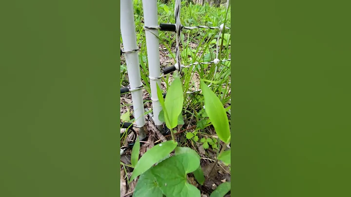 most common problem with premier1 electric net fence. Why it's not shocking 4-28-23