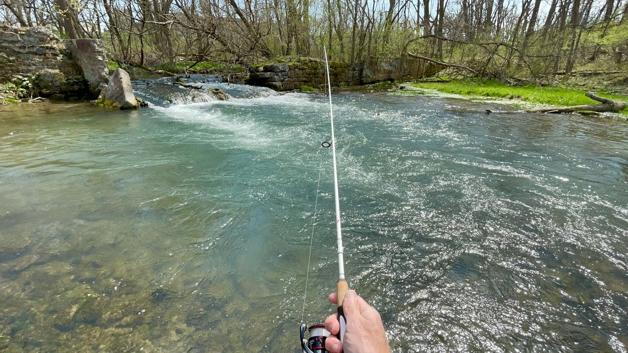 SO MANY TROUT!!! Creek Fishing for Brook & Brown TROUT YouTube