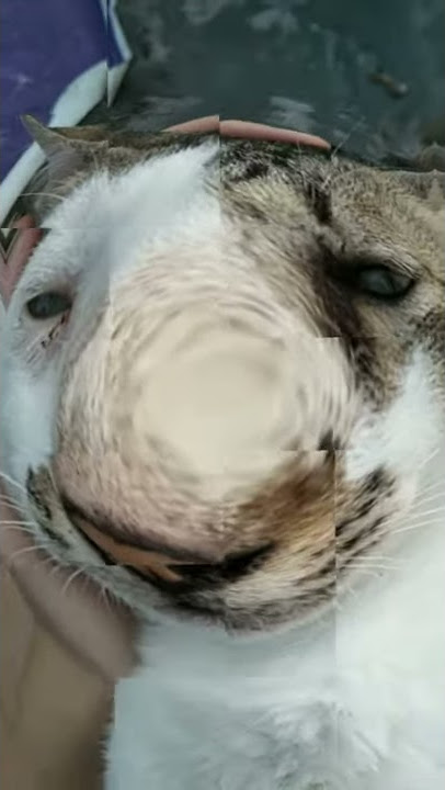 Doraemon alarm, ringtone