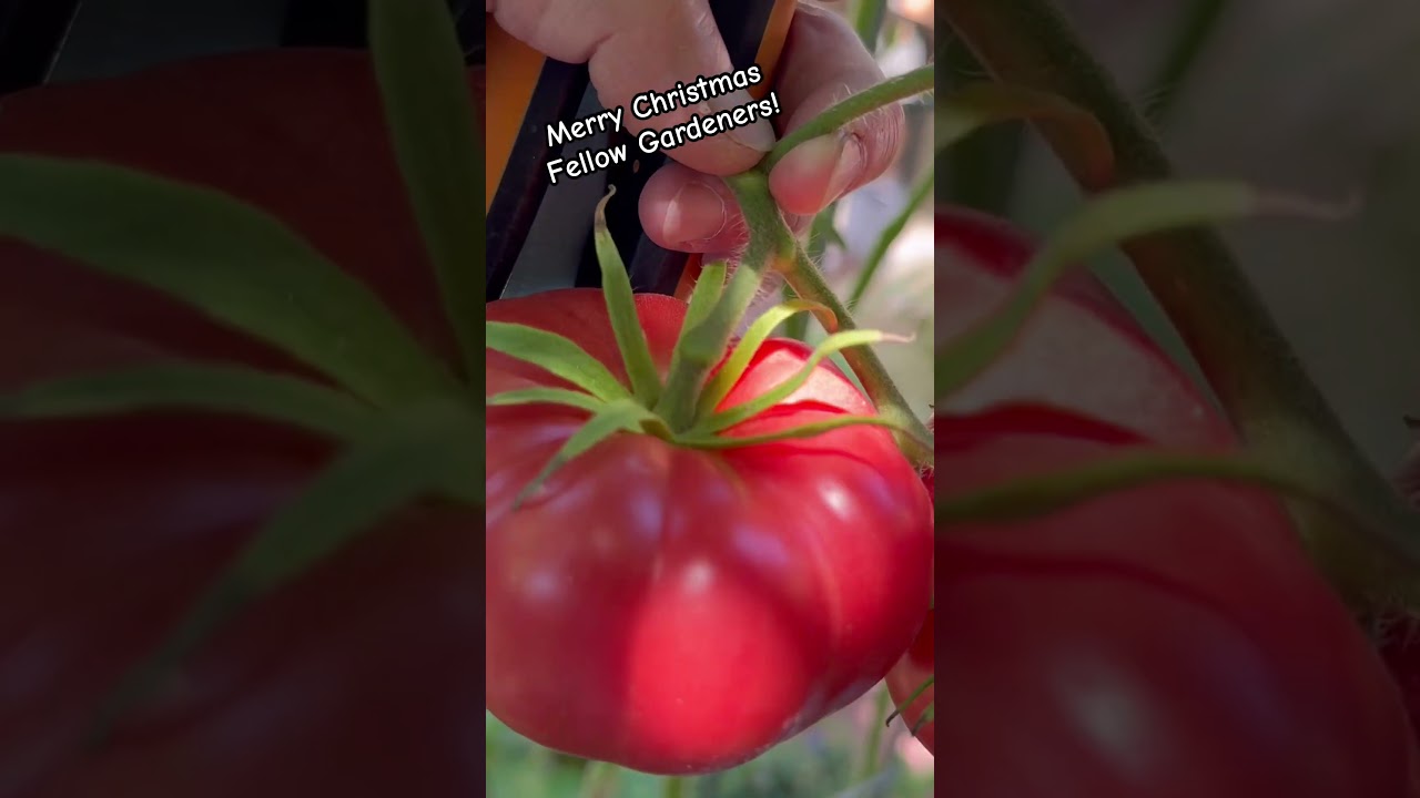 Рождественское пожелание садовника: плодородная почва, растения без вредителей и обильный урожай ...