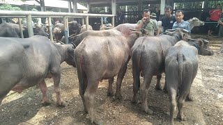 🔴 KERBAU QURBAN HARGA EKONOMIS  🔥❗❗UPDATE HARGA KERBAU JANTAN EKONOMIS