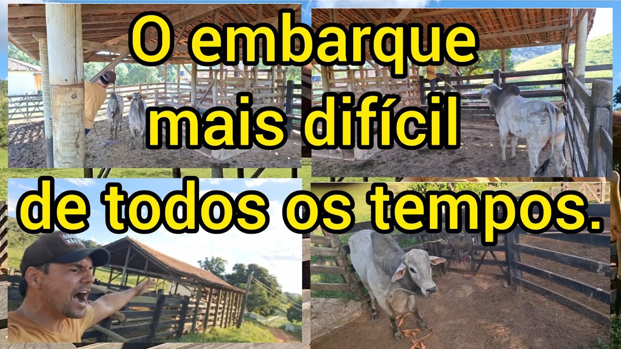 (Parte 2)Transporte de 19 bois de 21@ + O mais difícil de todos. 💪🏻💪🏻💪🏻💪🏻