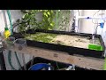 6 month update  live blackworm culture  long term low tech live fish food culture