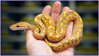 Famous Mojave Ultramel Crypton - Better Than Banana?? | #Hetflix 149 Net Worth