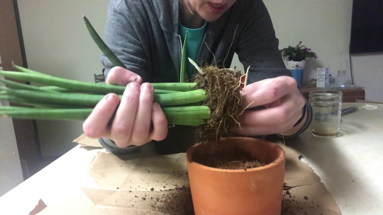 Repotting A Snake Plant : Sansevieria Cylindrical Repotting - YouTube