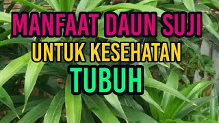 Subhanallah! Manfaat Daun Suji Untuk Kesehatan Tubuh