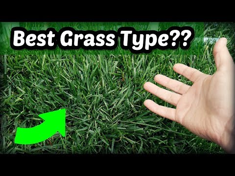 Видео: Fescue Festuca - Надеждна тревна трева - Най-често срещана